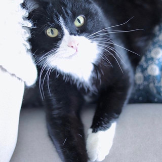 Writer: Little Tubbs The Cat