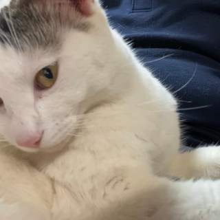 執筆者の写真: saburo neko