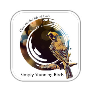 Writer: Simply Stunning Birds