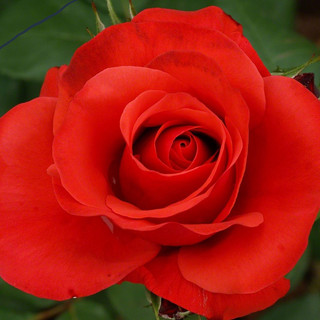 Writer: Another Rose