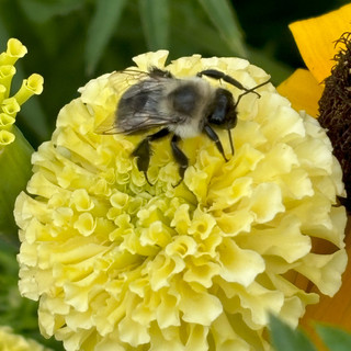 Writer: Petal & Bulb 