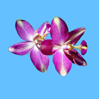 Writer: Wild_Orchid_Travel