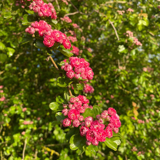 Foto do escritor: Denise Barbezani