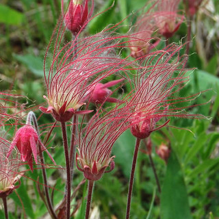 Writer: prairiesmokemn