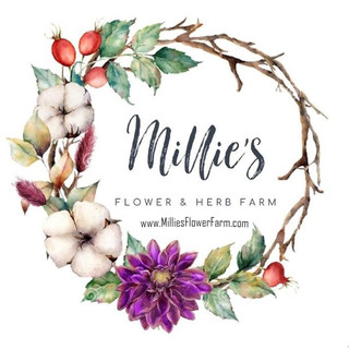 Writer: Millie's  Flower Farm
