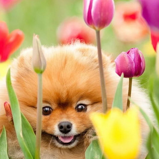Foto do escritor: By Imperio Dog