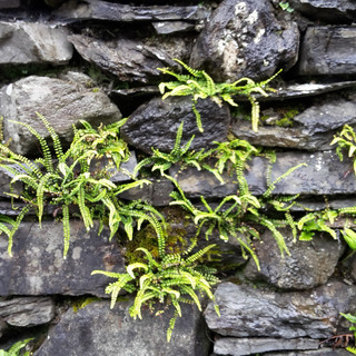 Writer: Rachel Dudley