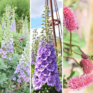 Photo du rédacteur: Les Jardins Rocambole