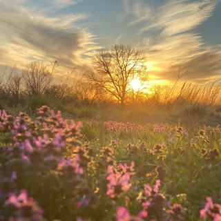 Writer: Christin Tapp