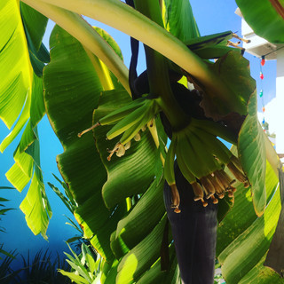 Writer: Tropical Breeze Curacao