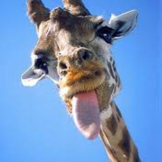 Writer: giraffe 🦒