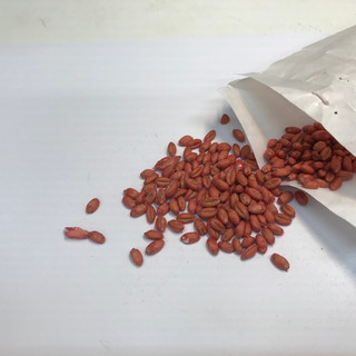 Writer: N.P.A. Peeters