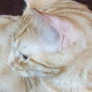 Writer: Shariq Hasan