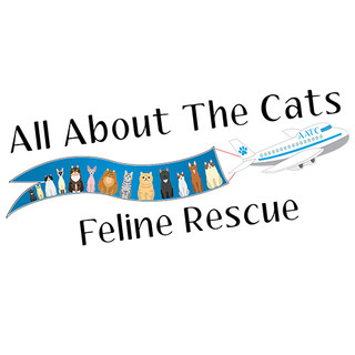 Writer: ALL ABOUT THE CATS