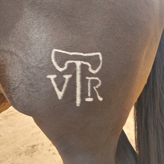 Writer: Viking Ranch