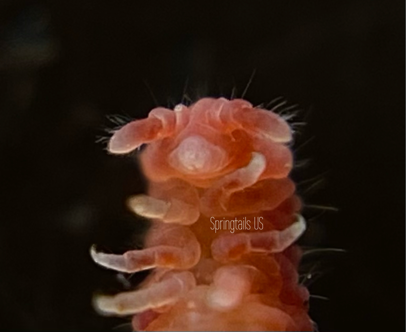 Collembola Sp. Indigo Blue Springtail