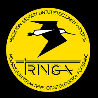 Writer: Tringa Ry
