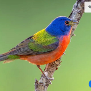 Writer: Eliz Carpenter