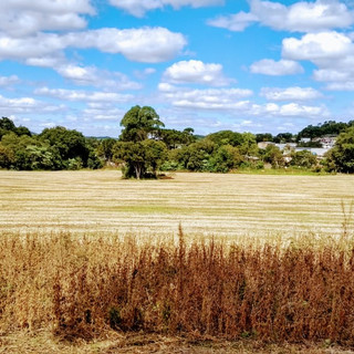 Writer: Elton Piovesan