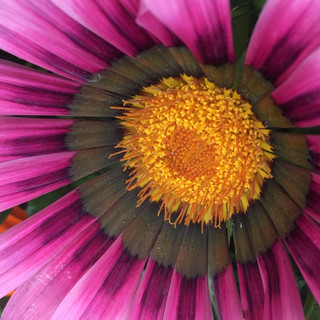 Writer: Lauren Kay photographer/artist