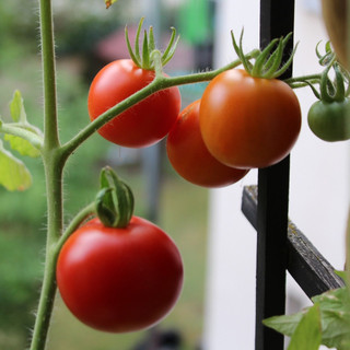 Writer: balconygardener73