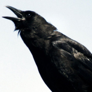 Writer: crowtheatreco