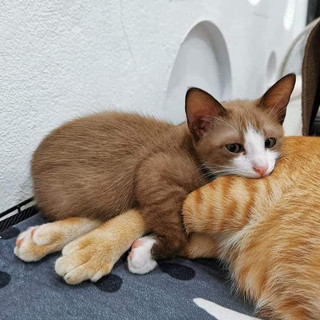 Writer: Bùi Quốc Huy