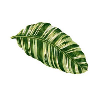 Writer: The Old Leaf