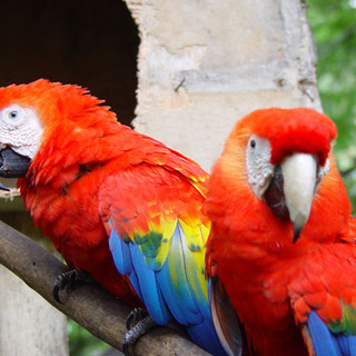 Writer: Coastal Estates