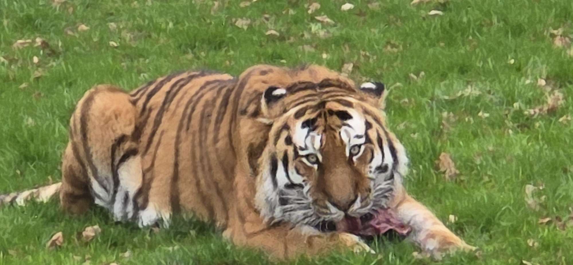 Writer: Richard Platts