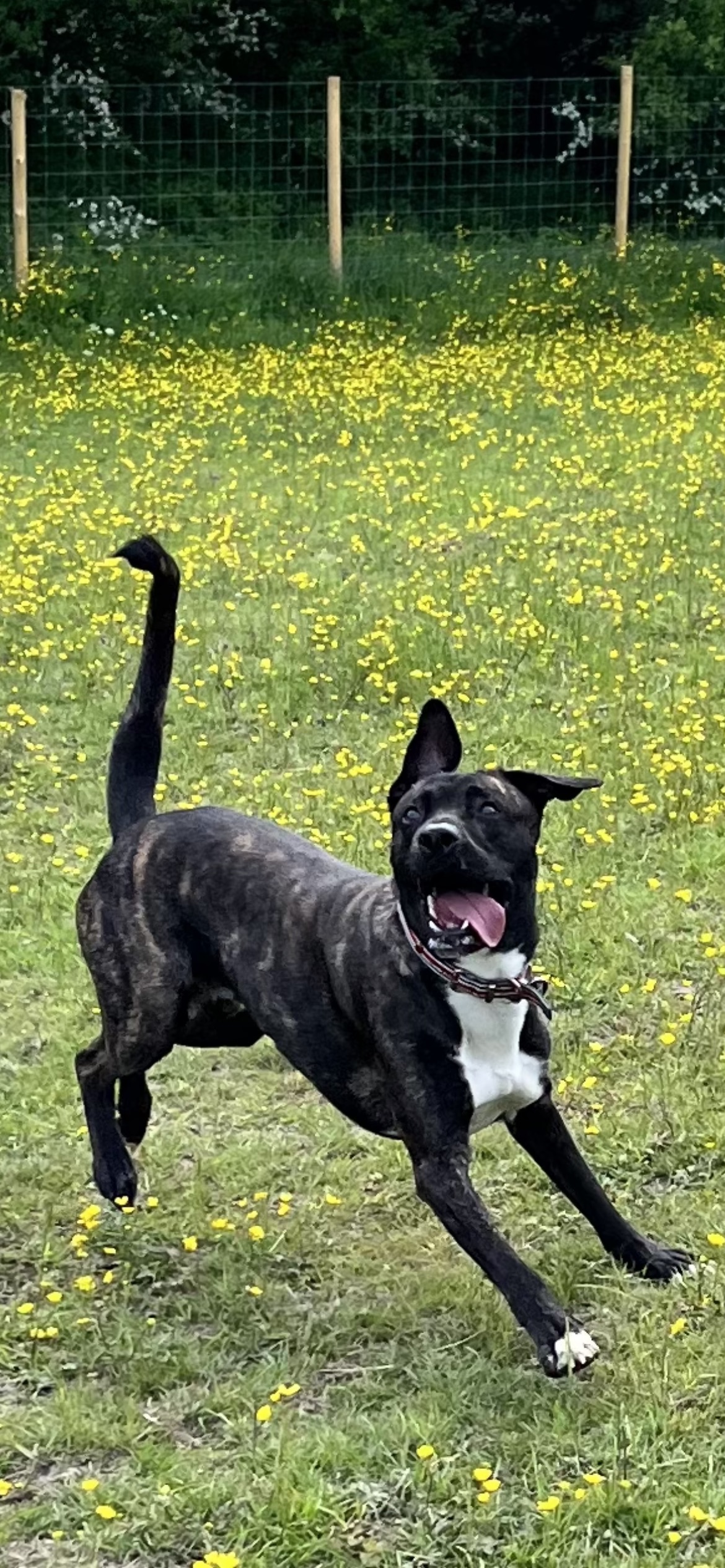 Writer: Dan Messenger