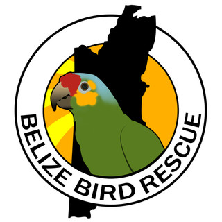 Writer: Belize Bird Rescue