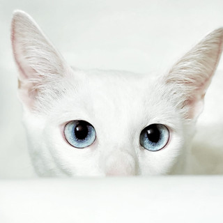 Szerző képe: Marton Csete