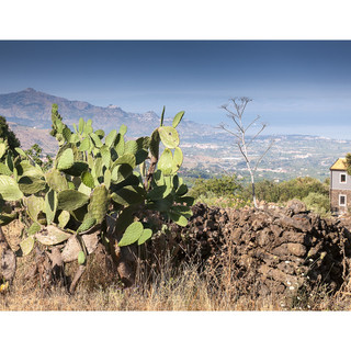 Writer: etna terroir