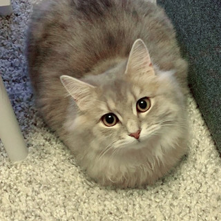 執筆者の写真: サイベリアン 子猫予約販売