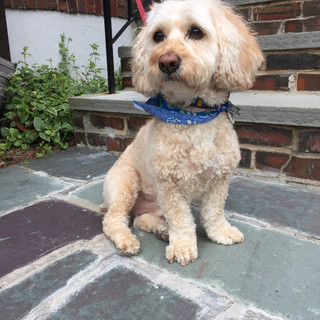 Writer: Allison Sheff