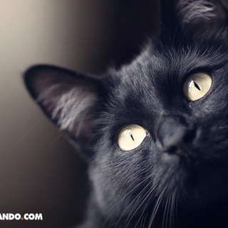 Foto del escritor: Antonny Luis Quispe