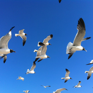 Writer: Sophie Lair-Berreby