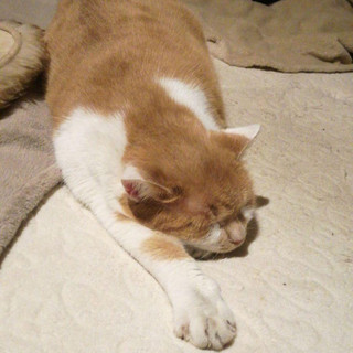 Immagine del redattore: Luca .