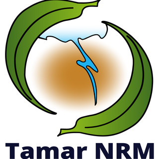 Writer: tamarnrm