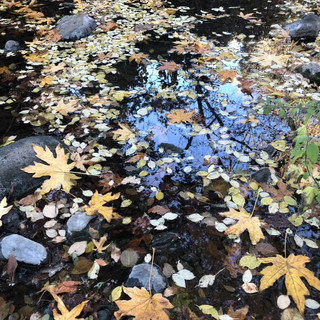 Writer: Sonoma Nature sonomavalleywellness@gmail.com