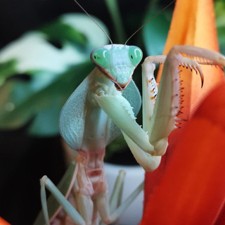 Writer: Mantis House