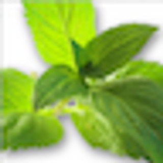 Writer: Evergreen Escapes LLC