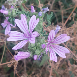 Foto del escritor: universodelasplantas