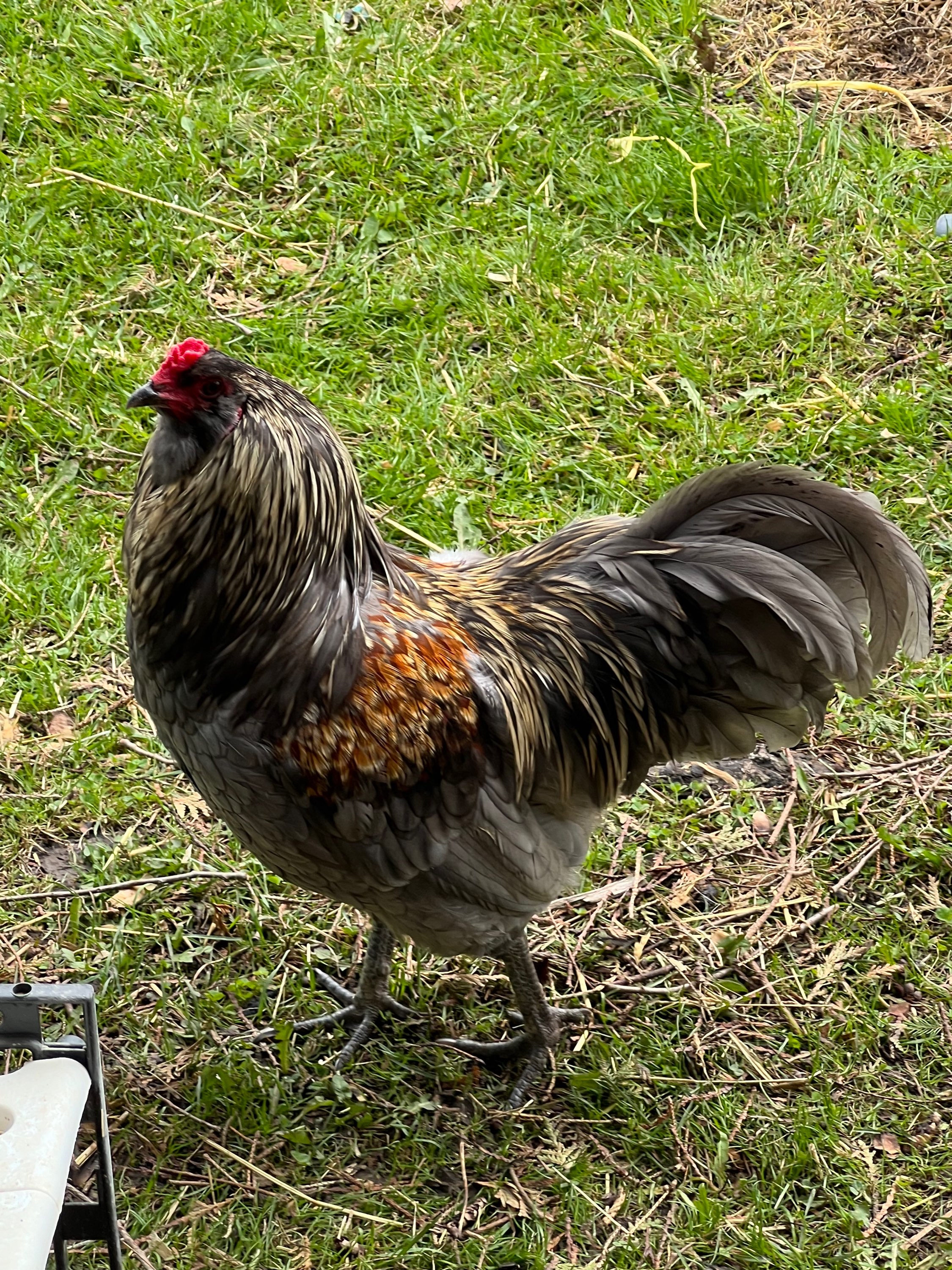 Writer: 2acrehobbyfarm