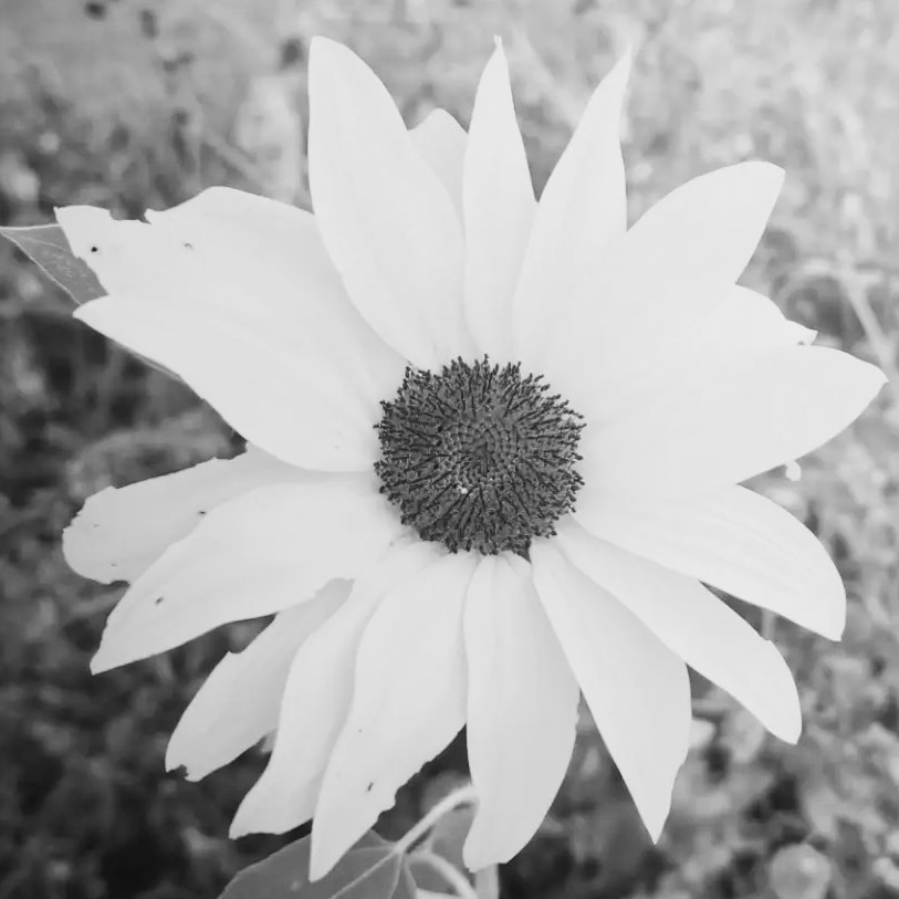 Writer: Breasy Things