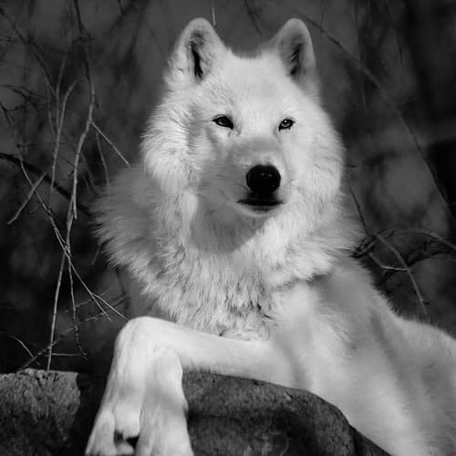 Yazarın fotoğrafı: Parshias