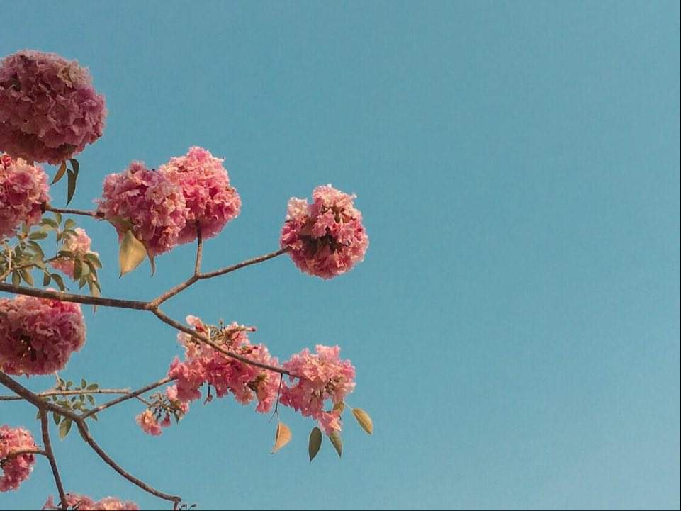 Ảnh của tác giả: Tổ Bốn