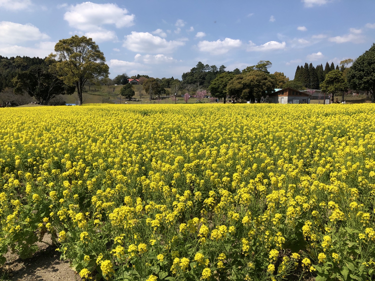 執筆者の写真: 英会話音楽教室 Bloom