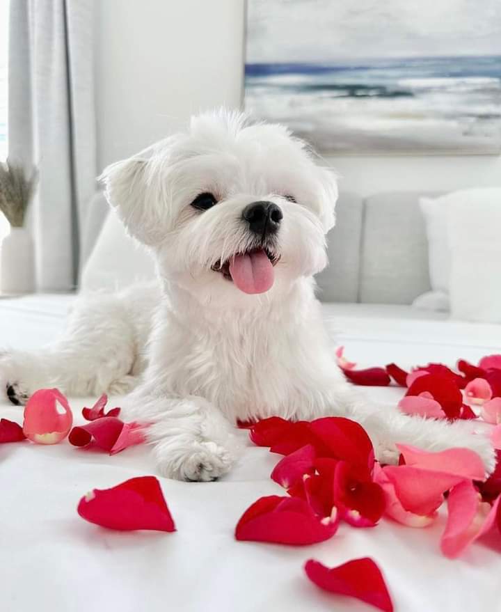 Writer: Adorable pets for rehoming